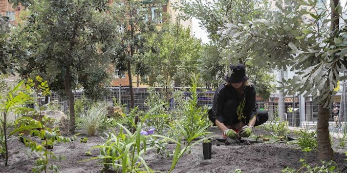 Person planting a sapling in a city street.
