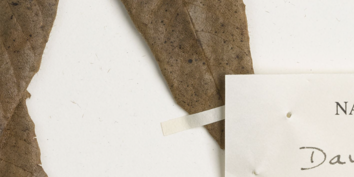 photo of herbarium specimen plate