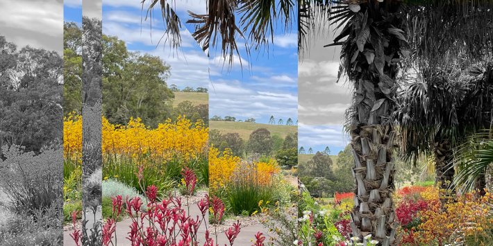 Drawing of pressed flowers.