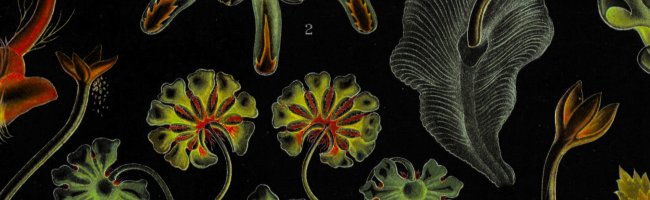 Inverted color image of a scientific illustration of plant parts.