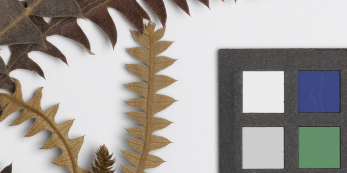 photo of herbarium specimen plate