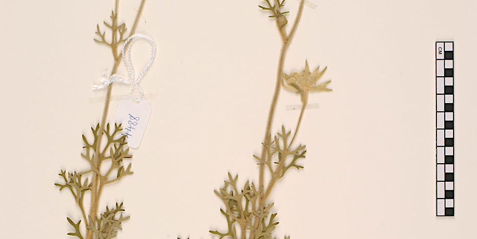 photo of herbarium specimen