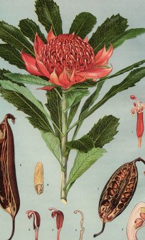 Old drawing of a warratah flower.
