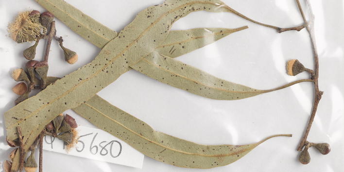 photo of herbarium specimen plate